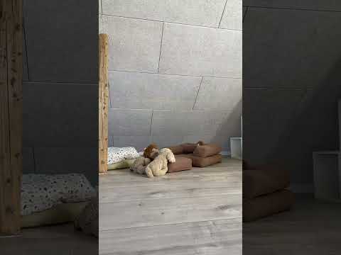 Mini Cube vuodetuoli